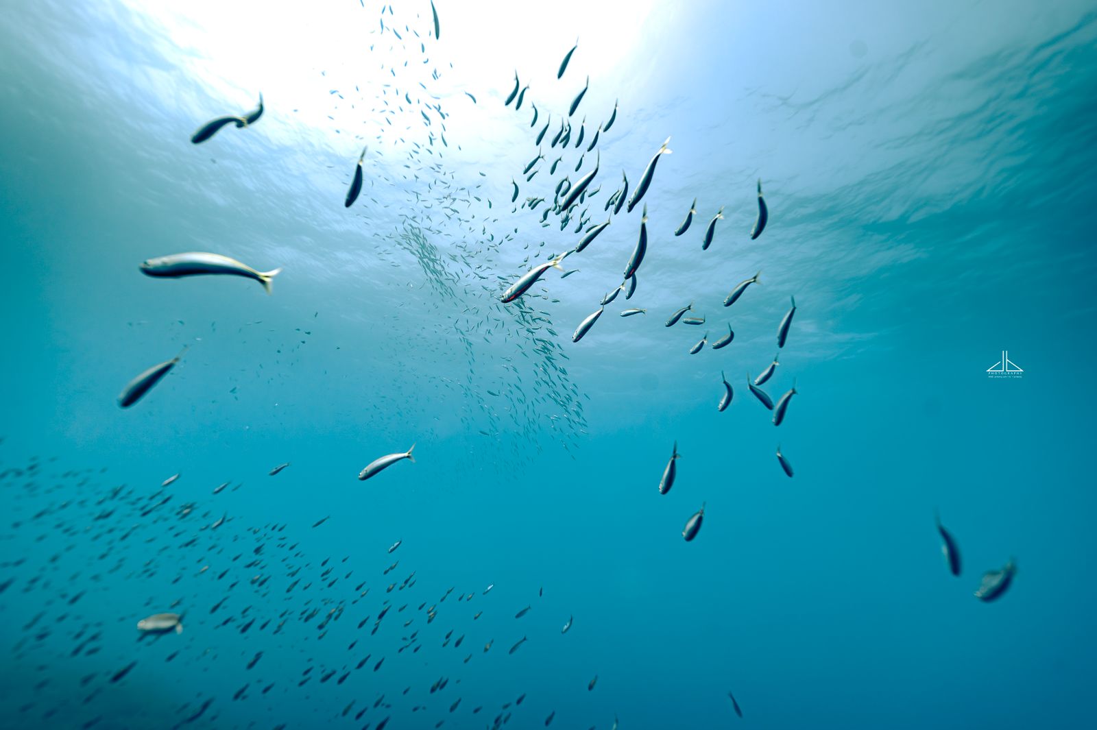 Open Water Scuba Diver